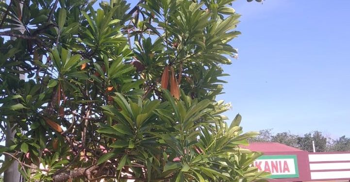 Bintaro, Antara Pesona dan Misterinya.