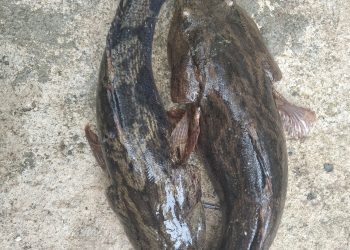 Betutu (Oxyeleotris marmorata) oleh Dr. Desmelati, S.Pi., M.Sc.