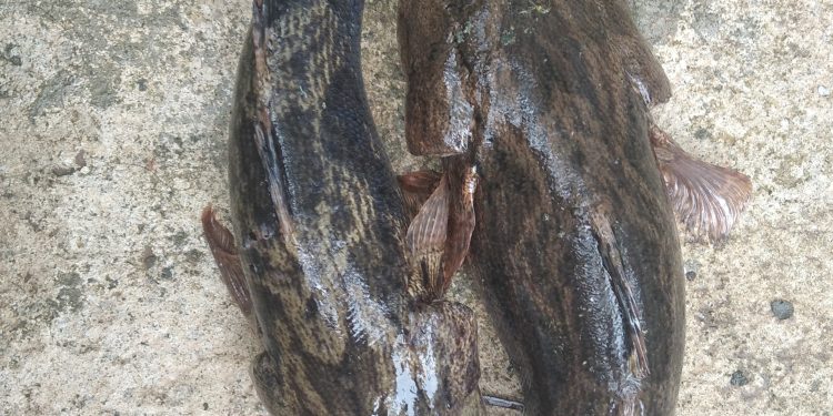 Betutu (Oxyeleotris marmorata) oleh Dr. Desmelati, S.Pi., M.Sc.