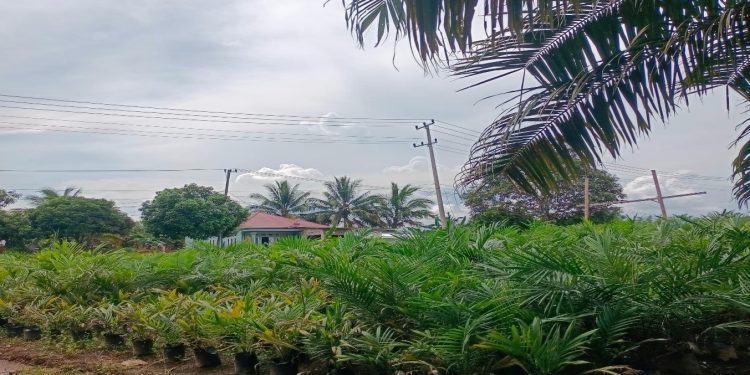 Pembibitan Sawit
