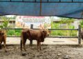 Qurban