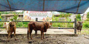 Qurban